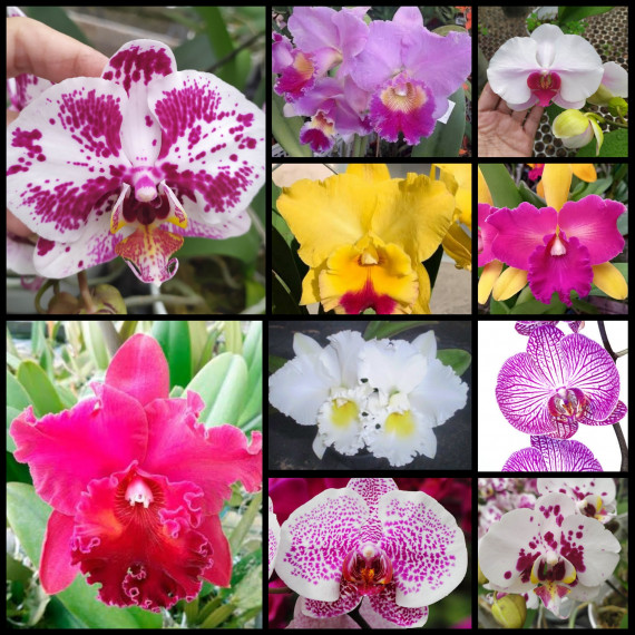 Kit Dueto Mudas: 1 Cattleya e 1 Phalaenopsis