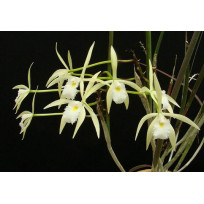 Brassavola Martiana (NA JANGADA DE CAFÉ)