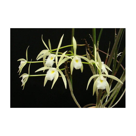 Brassavola Martiana na placa