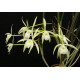 Brassavola Martiana na placa