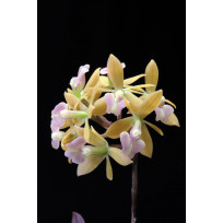 Epidendrum Anceps - AD