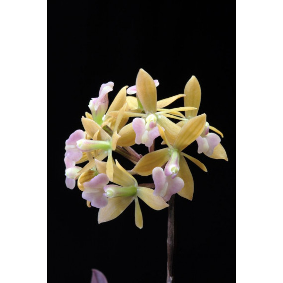 Epidendrum Anceps - AD