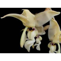 Stanhopea Lietzei  - AD