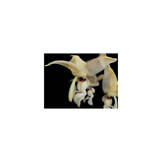 Stanhopea Lietzei  - AD