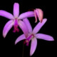 Laelia Crispilabia (AD)