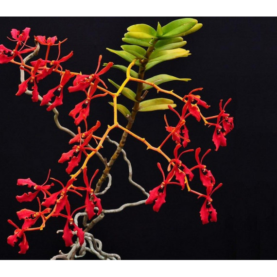 Renanthera Coccinea - T3