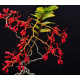 Renanthera Coccinea - T3