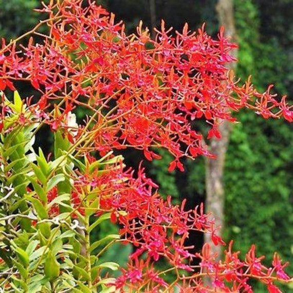 KIT Renanthera Coccinea - 3 unidades