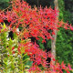 KIT Renanthera Coccinea - 3 unidades