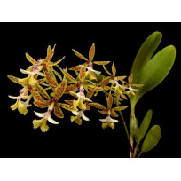 Epidendrum Stanfordianum -  AD