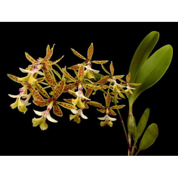 Epidendrum Stanfordianum- AD