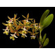 Epidendrum Stanfordianum -  AD