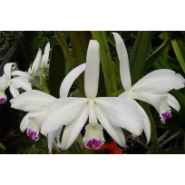 Laelia Perrini var. semi alba - AD