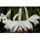 Laelia Perrini var. semi alba - AD