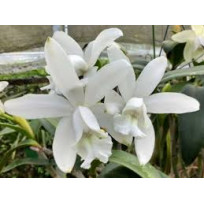 Cattleya Intermedia var. Alba - Seedling
