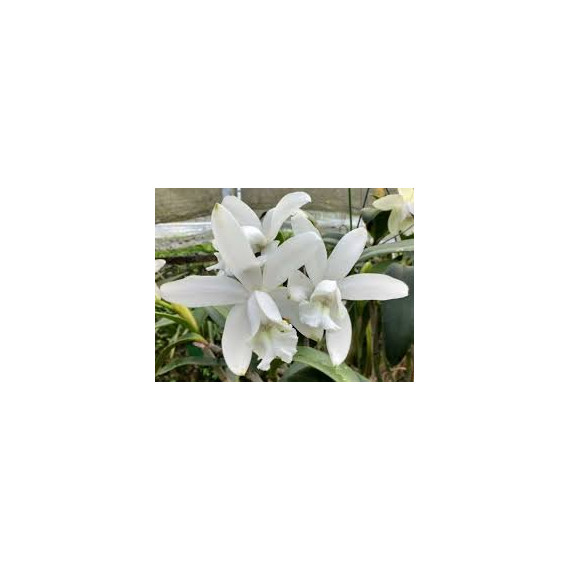 Cattleya Intermedia var. Alba - Seedling