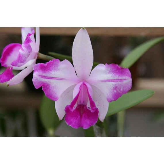 Cattleya Intermédia Aquini Flâmea - AD