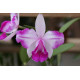 Cattleya Intermédia Aquini Flâmea - AD