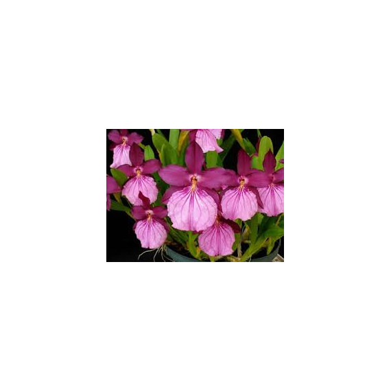 Miltonia Moreliana - NBS