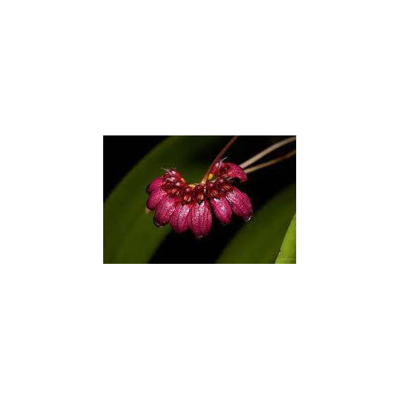 Bulbophyllum Coloriferum - AD