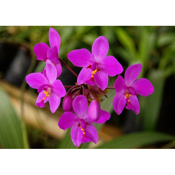 Spathoglottis Unguiculata Grapete (Perfume de Uva)