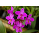 Spathoglottis Grapete (Perfume de Uva)