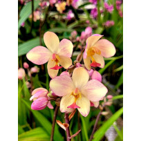 Spathoglottis Kimbaliana x Plicada - AD