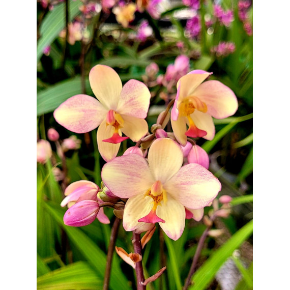 Spathoglottis Kimbaliana x Plicada - AD