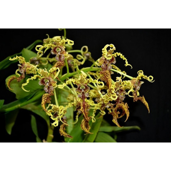 Dendrobium Spectabile Grande - Época de flor