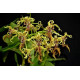 Dendrobium Spectabile - AD Grande Porte