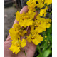 Oncidium Aloha var. Trilabelo  - AD