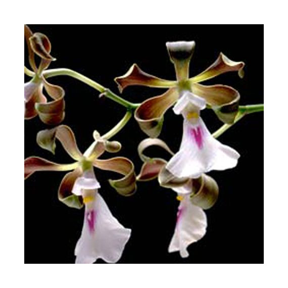 Encyclia Cordigera Labelo Branco - Haste Floral