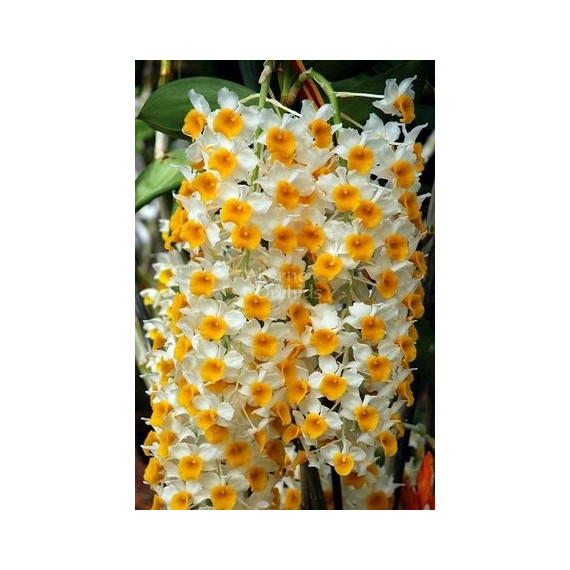 Dendrobium Thyrsiflorum 