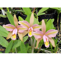Cattleya Forbesii Trilabelo - AD (na placa)