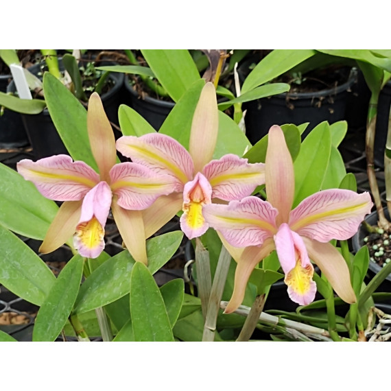 Cattleya Forbesii Trilabelo - AD (na placa)
