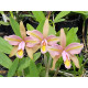 Cattleya Forbesii Trilabelo - AD (na placa)