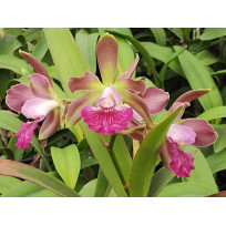C. Leopoldii Trilabelo x Forbesii Punctata x Encyclia...