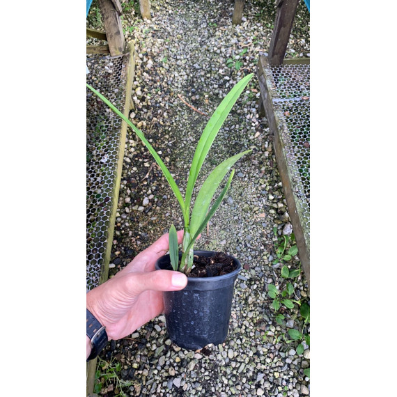 C. Leopoldii Trilabelo x Forbesii Punctata x...