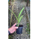 C. Leopoldii Trilabelo x Forbesii Punctata x Encyclia Atropurpurea - AD