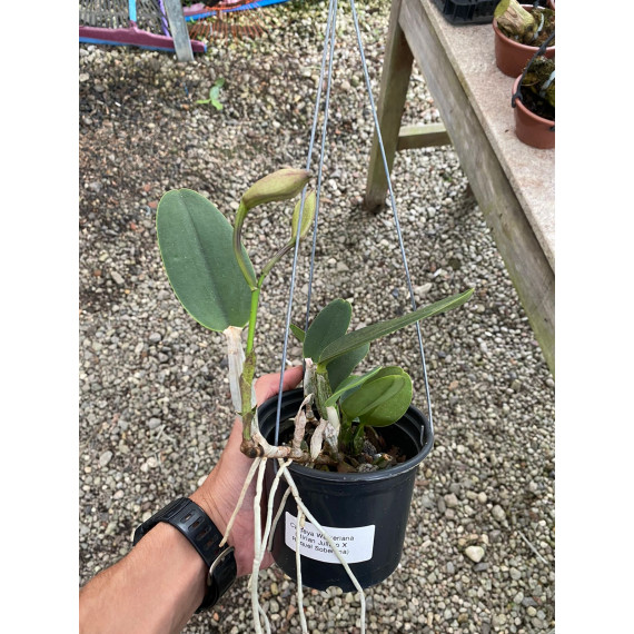 Cattleya Walkeriana Mirian Juliato x Raquel...