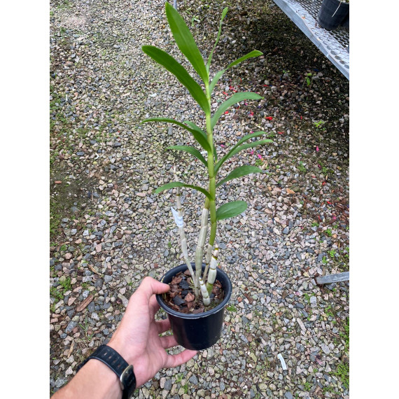 Dendrobium Amethystoglossum - AD