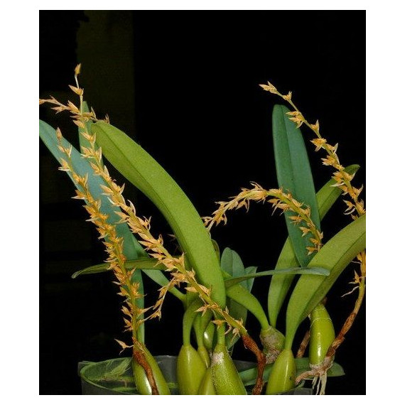 Bulbophyllum Rufinum - AD
