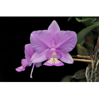 Cattleya Nobilior Cobra Dagua x Tieta - AD