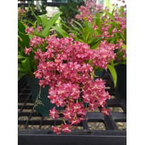 Oncidium Twinkle Red Fantasy - SALDÃO