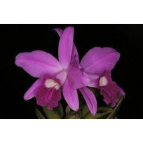 Laelia Sincorana na placa - AD