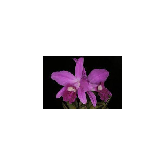 Laelia Sincorana na placa - AD