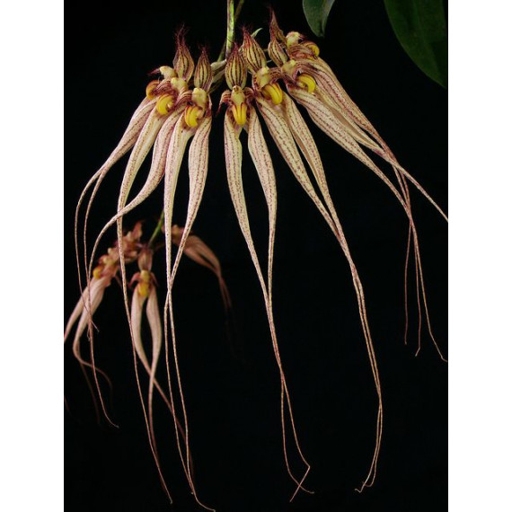 Bulbophyllum Louis Sander - AD