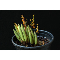 Pleurothallis Teres - AD