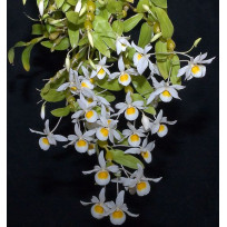 Dendrobium Findlayanum - Pre Adulta
