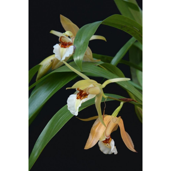 Coelogyne Lawrenciana Com Haste Floral